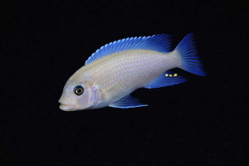 Maylandia callainos 'Chewere'